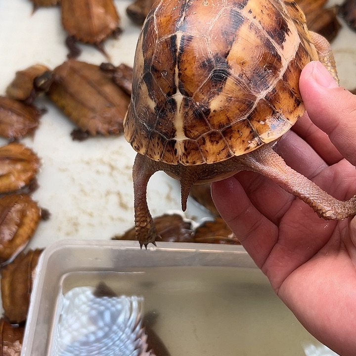 母宠物龟?*黄额龟
