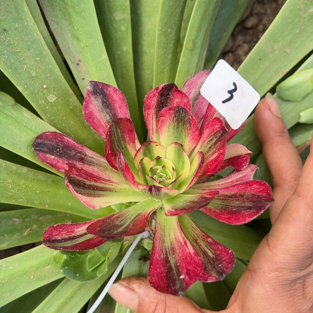 3伯爵嫁接多肉嘻嘻嘻