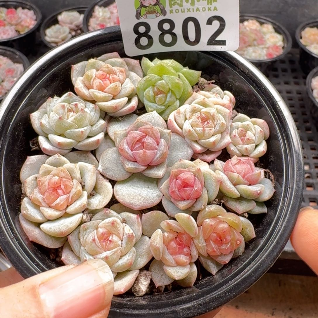 多肉植物多肉植物