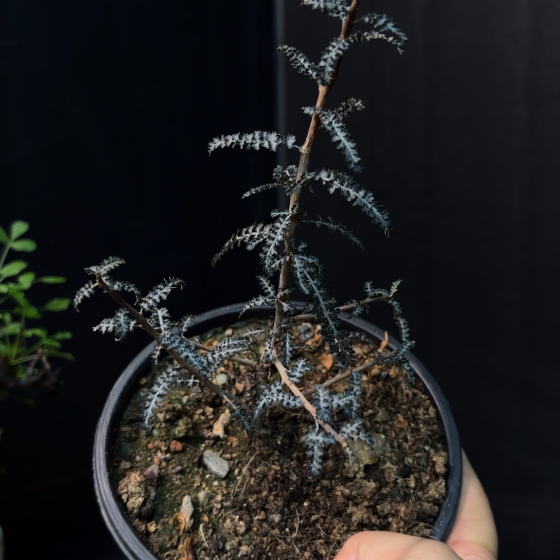 银叶索科带盆发货
