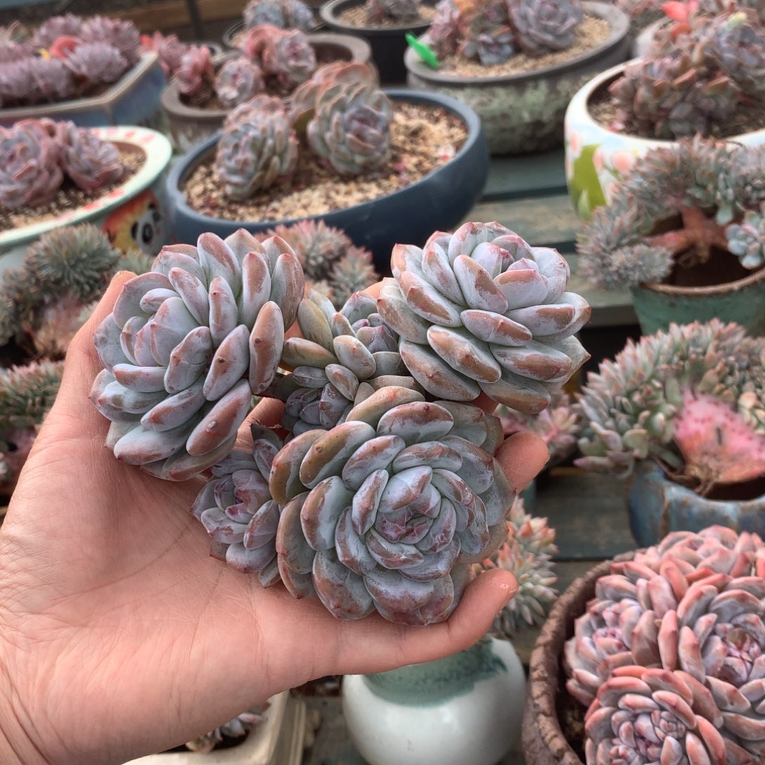无花朵哈哈哈哈哈哈哈哈哈哈2