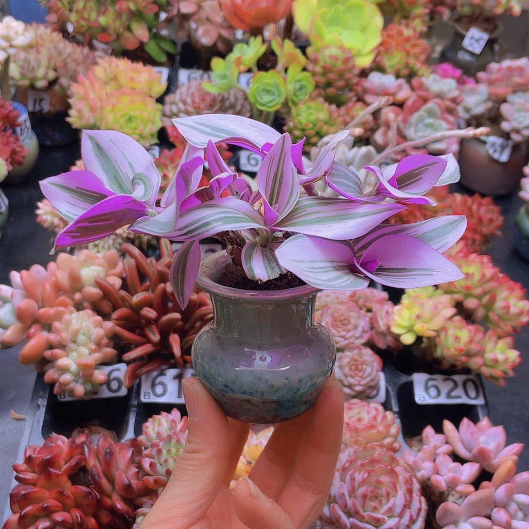 也***。花钱花钱就去花钱花钱