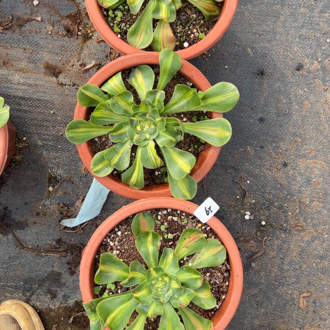 20包邮65暴君一颗5多肉