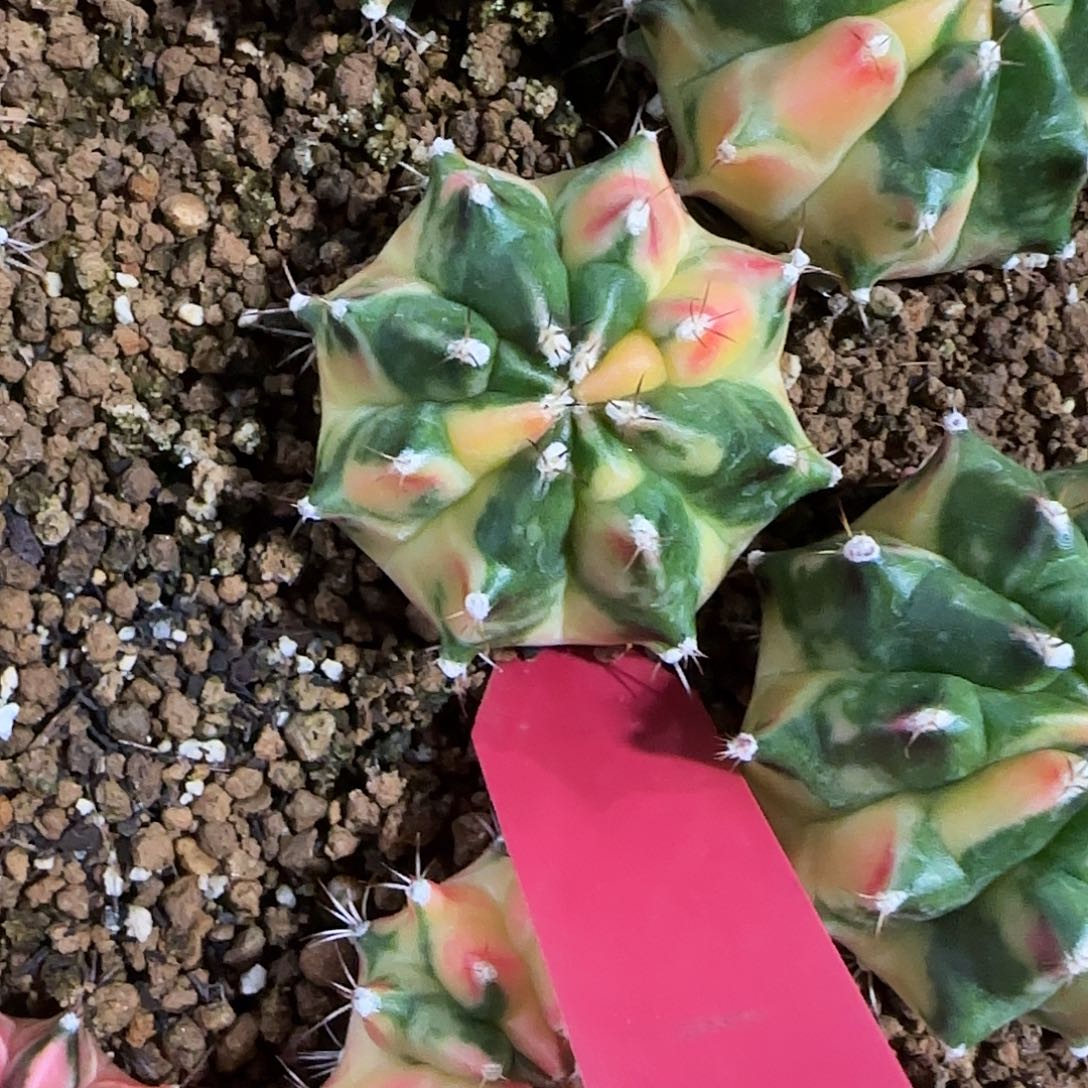 L729-1219泰国发货