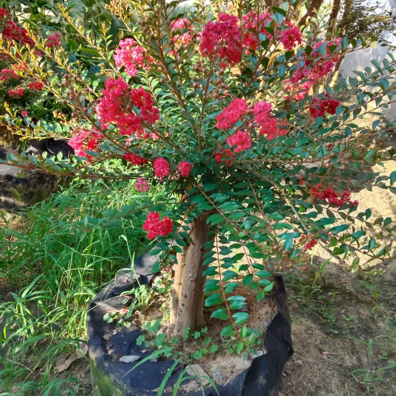紫薇基地，一物一拍，改价上链接