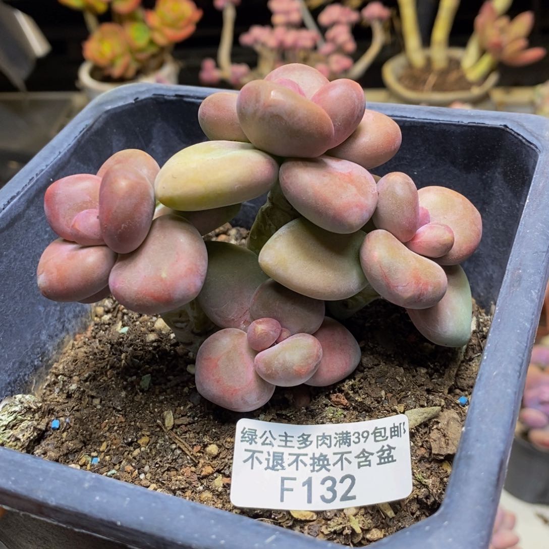 132芒果奶kk奶多肉7c m