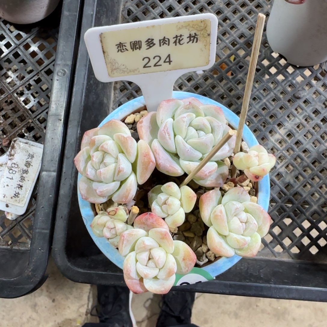 224冰玉多头无砍老桩