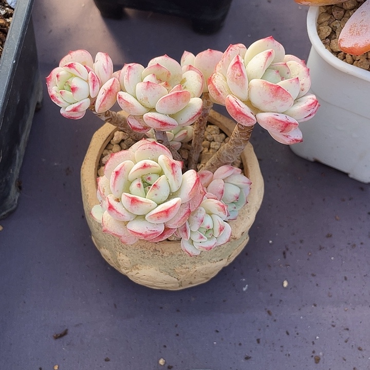 刺***比多肉植物香草发货