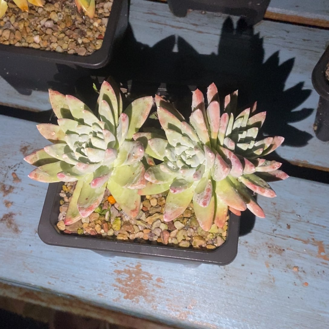 宽叶多肉植物啦啦啦