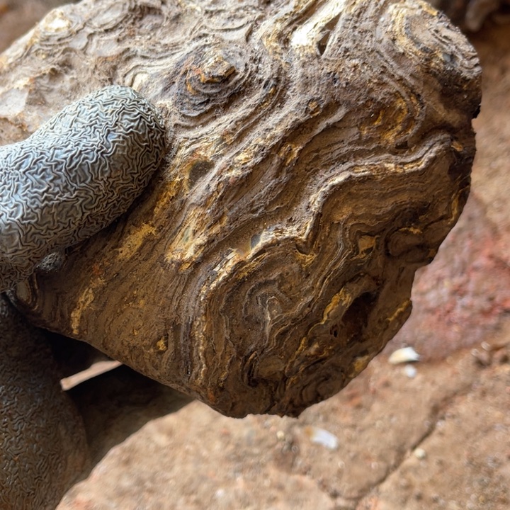 蛋***饭定制玛瑙玛瑙手镯