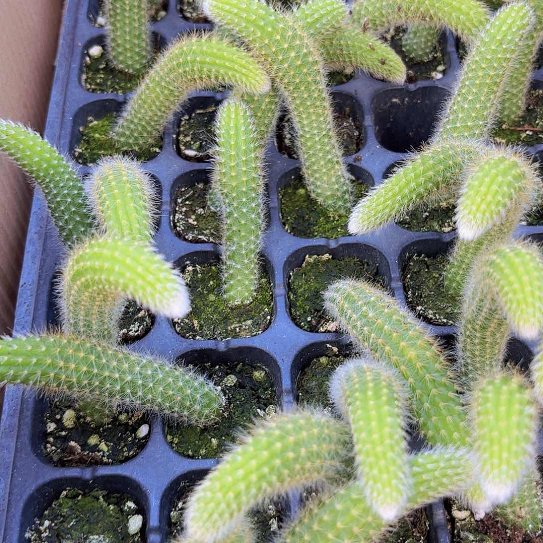 精品小穴苗九尾狐多肉植物