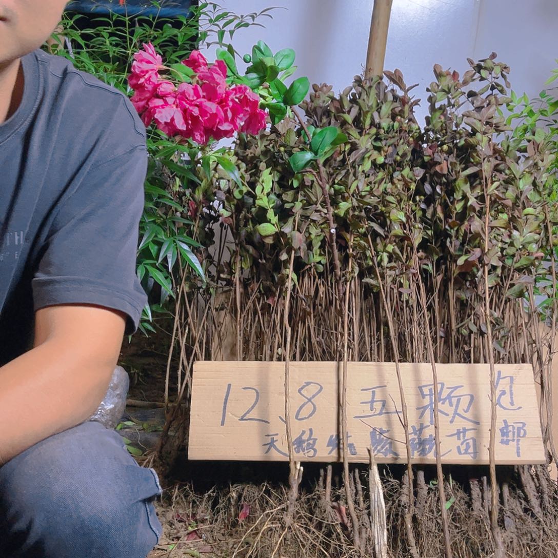 乡***憨完全开放50颗，一样25颗