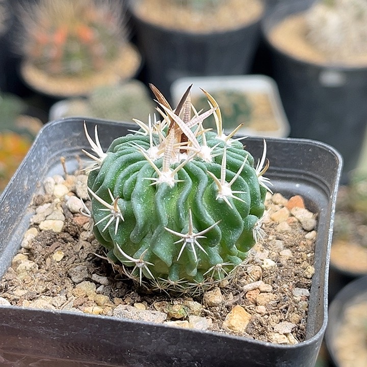 喷泉振武玉实生球3.3公分