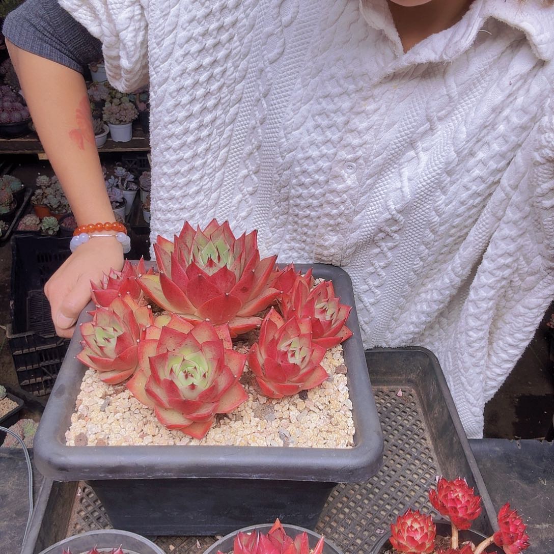 你***的走物流一物一拍四个东云杂