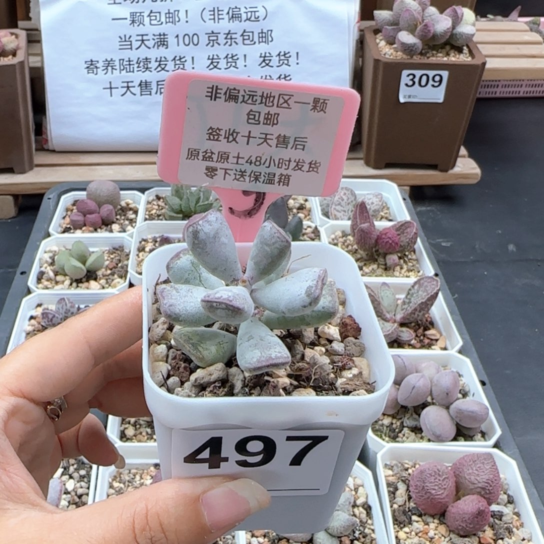 497福饼多肉植物