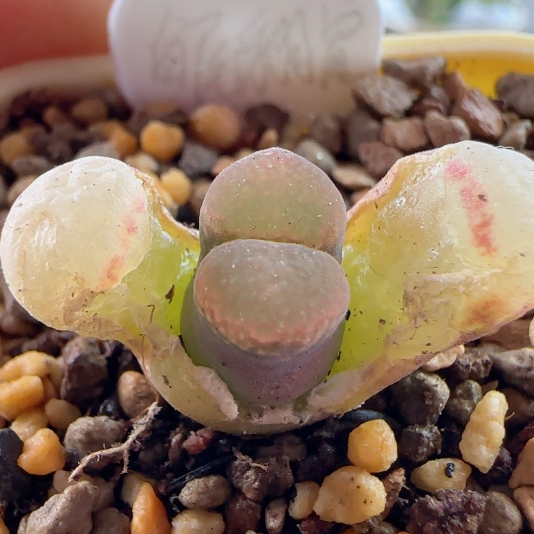 精品后代。   风铃玉。  