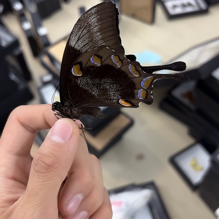 》***《蝴蝶标本定制977@