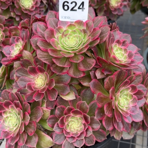 624莲花20厘米左右