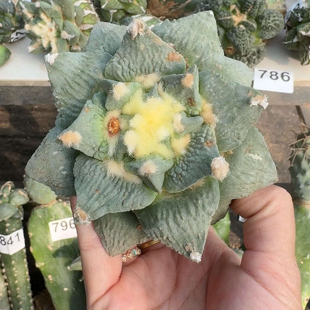 无花朵大尤怒涛牡丹843