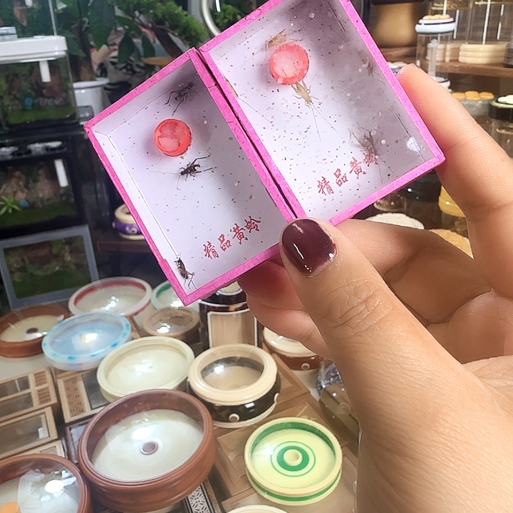 小黄蛉➕红胸啊啊啊啊啊啊