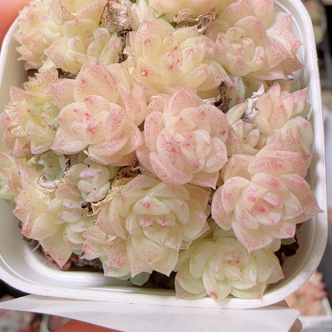 花语多肉1209-409散