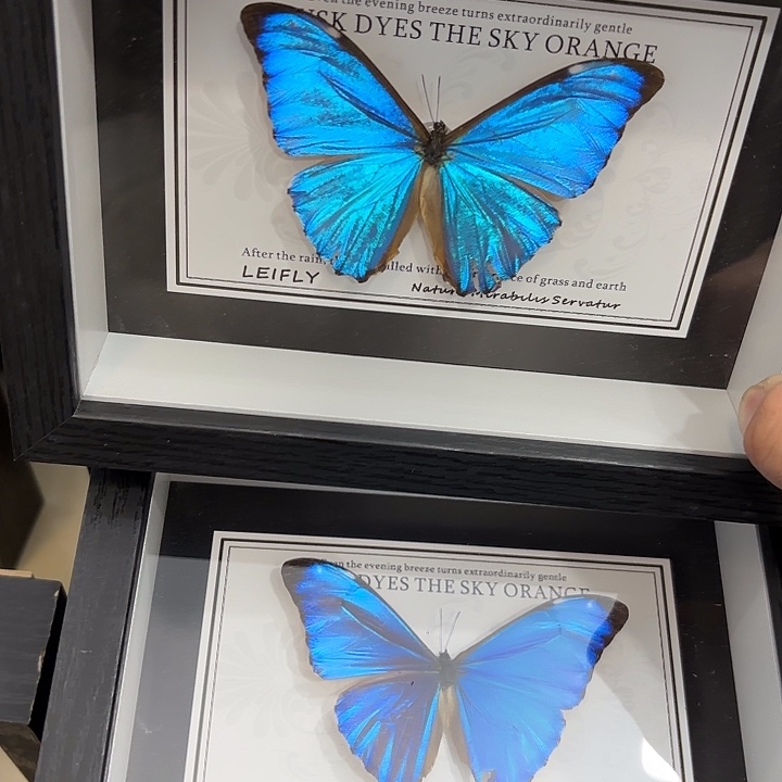 蝴蝶标本定制版246