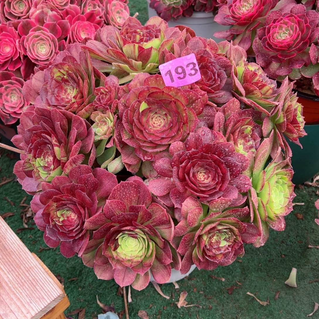 193花月夜法师多肉植物