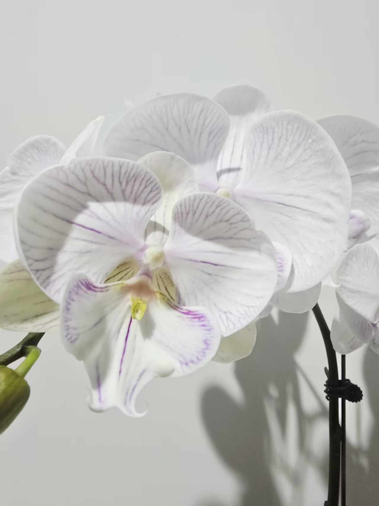 塔塔开【曼塔安汶】3.5寸加高杯蝴蝶兰带花带花苞开花株发货