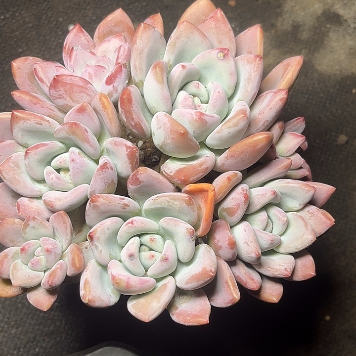 多肉植物奥普平头