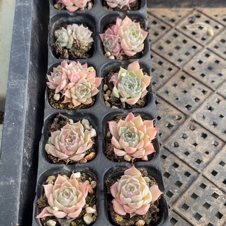 柚***衣156 多肉植物盆栽花卉