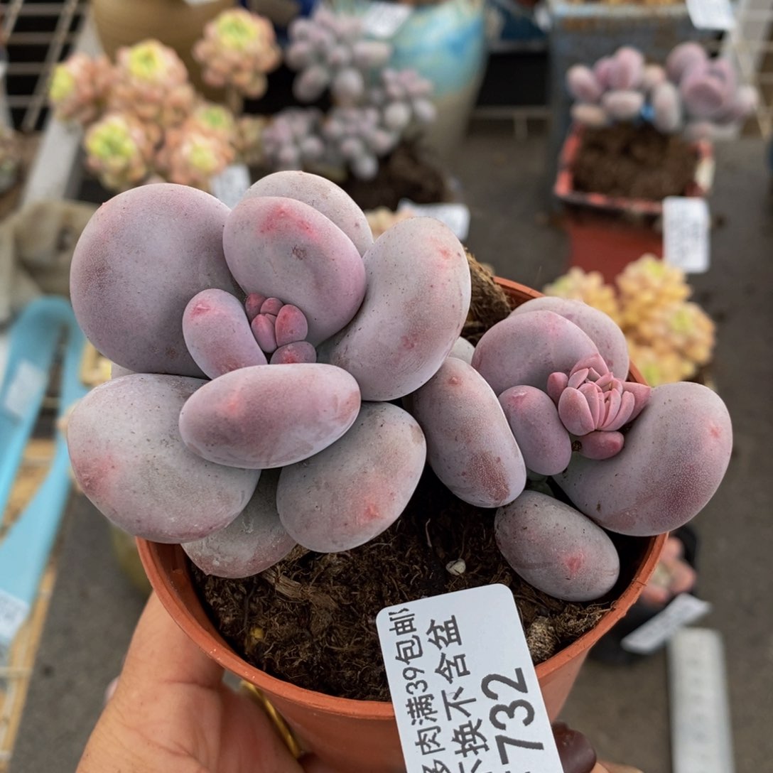 大叶奶酪732/8c m