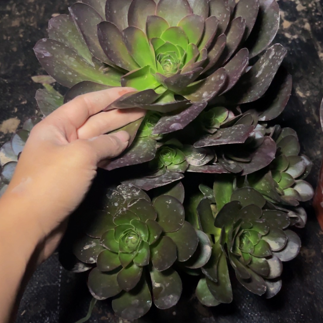 魅金玫瑰多肉植物捧花的