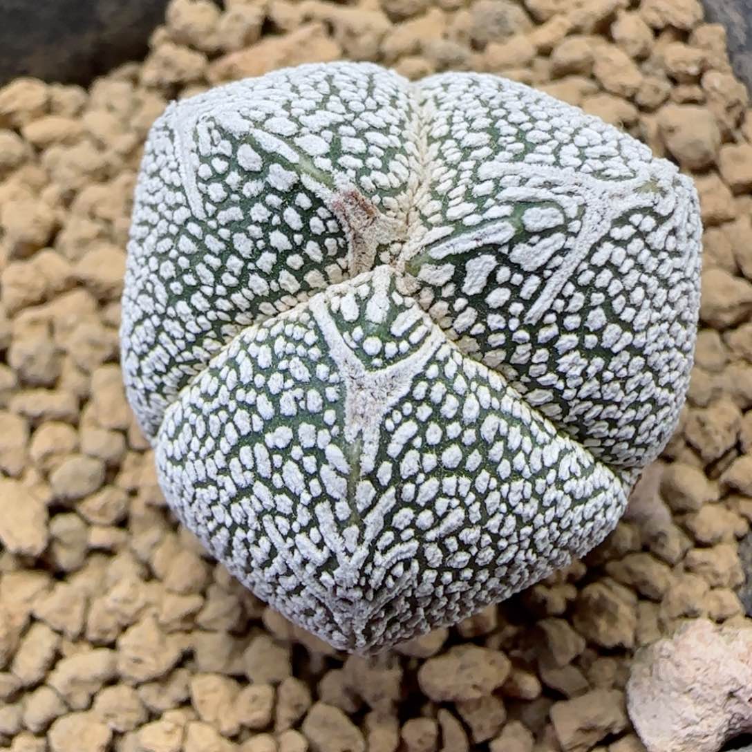 A051实生v子恩冢多肉