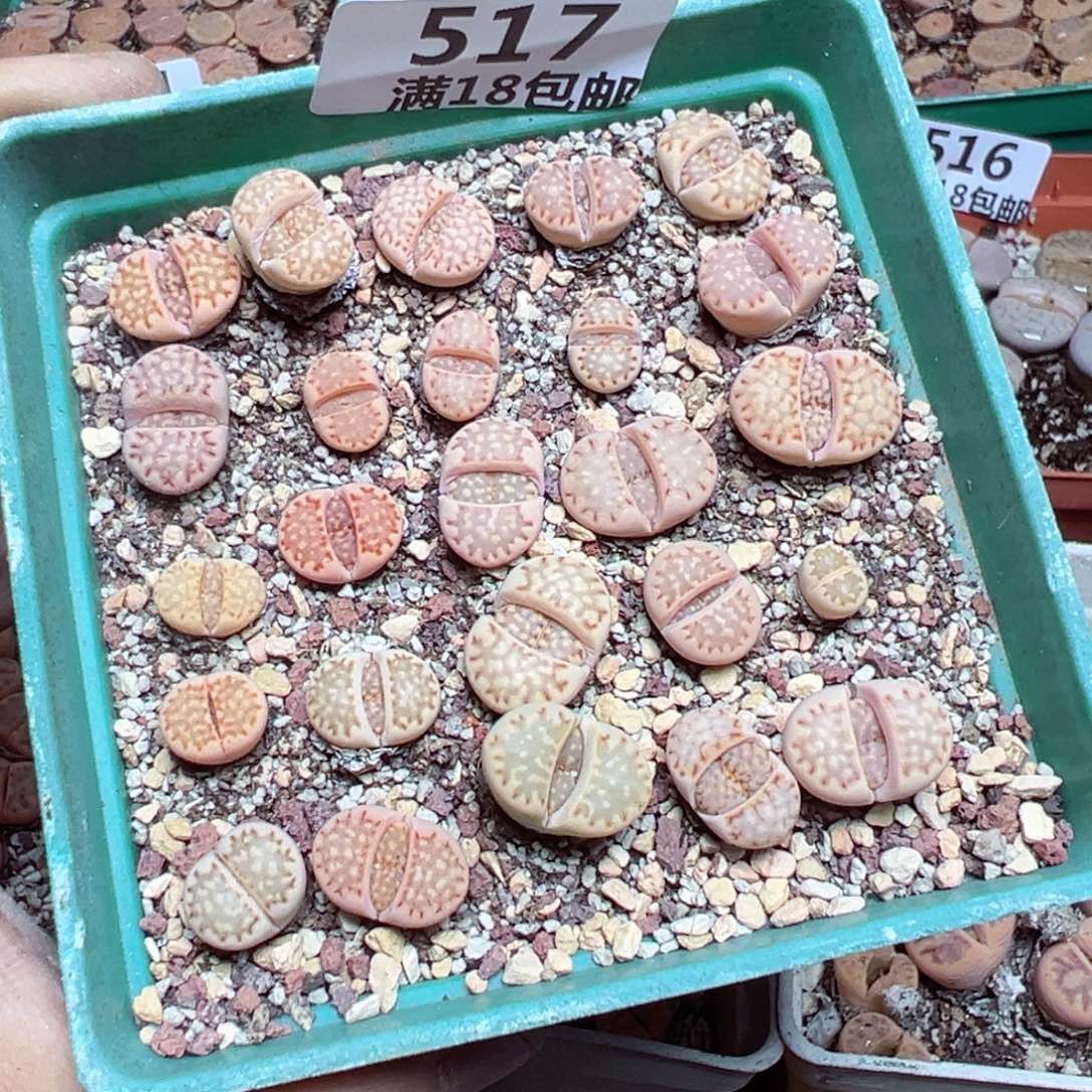 【闪购商品】 517。   