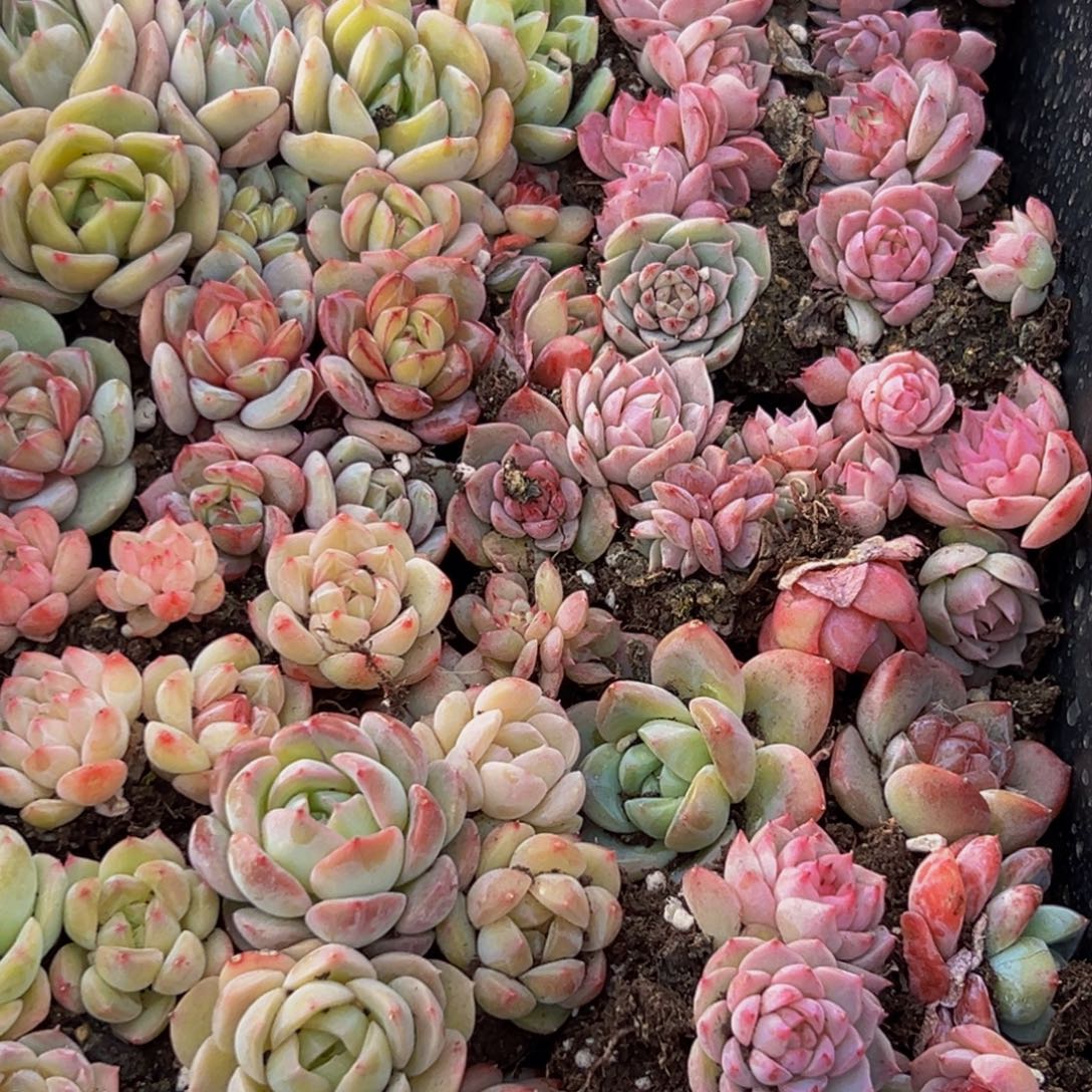 229多肉葡萄的味道是真的