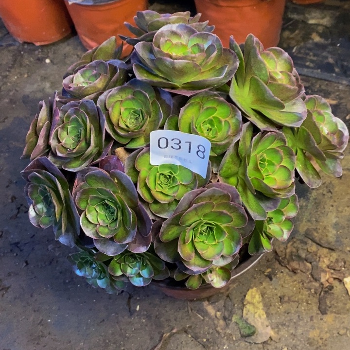 魅金多肉断头不包0318