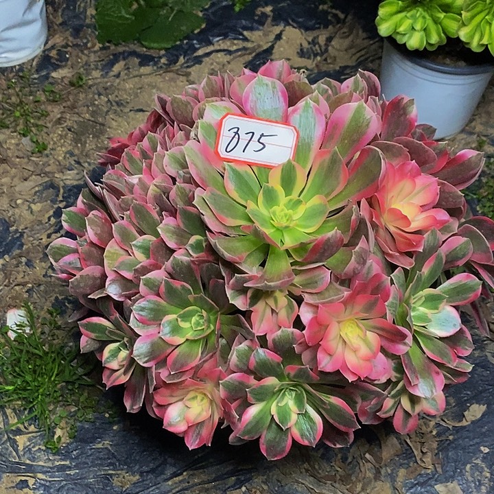 七彩石老桩捧花875号