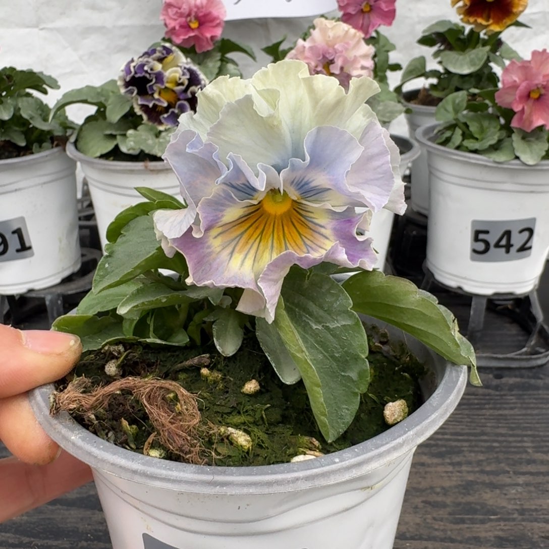 全部花朵587号木村