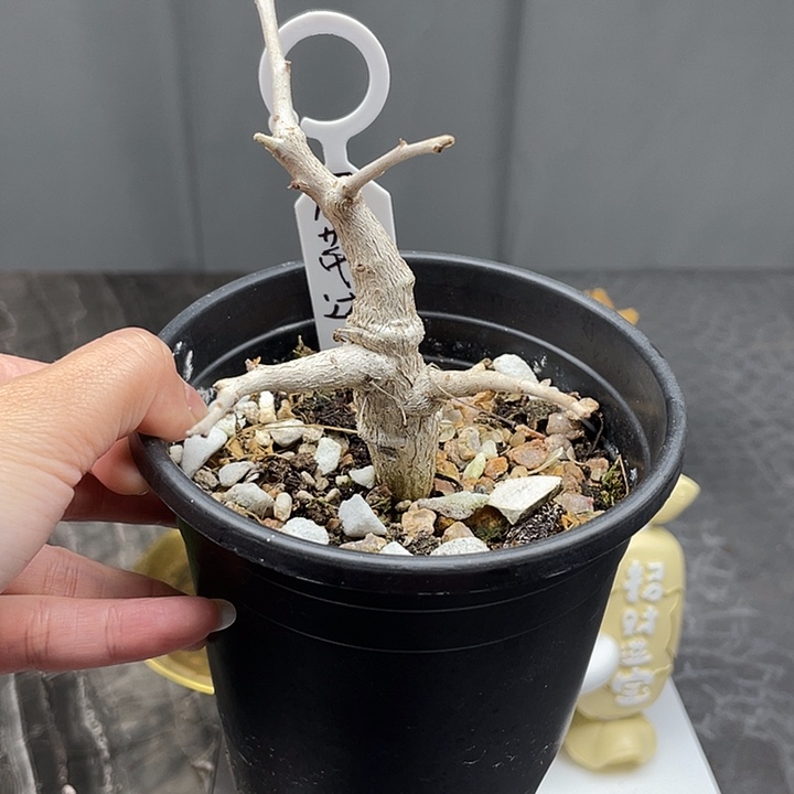 尼勒达乳香橄榄开播福利第一炸