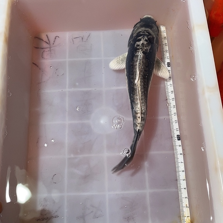 蝴蝶鲤鱼渔场直发134