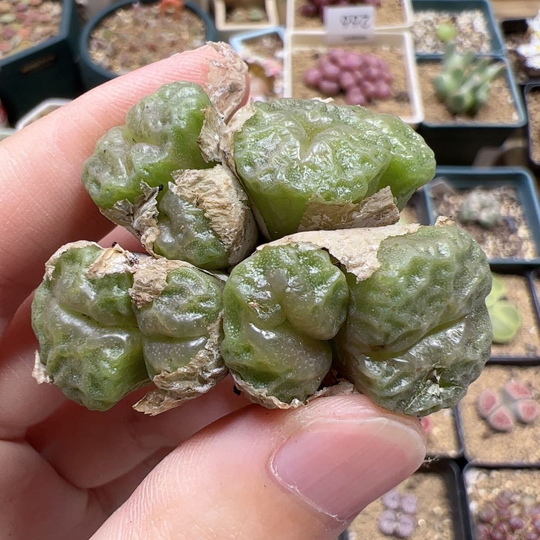 【闪购商品】338 开播福利