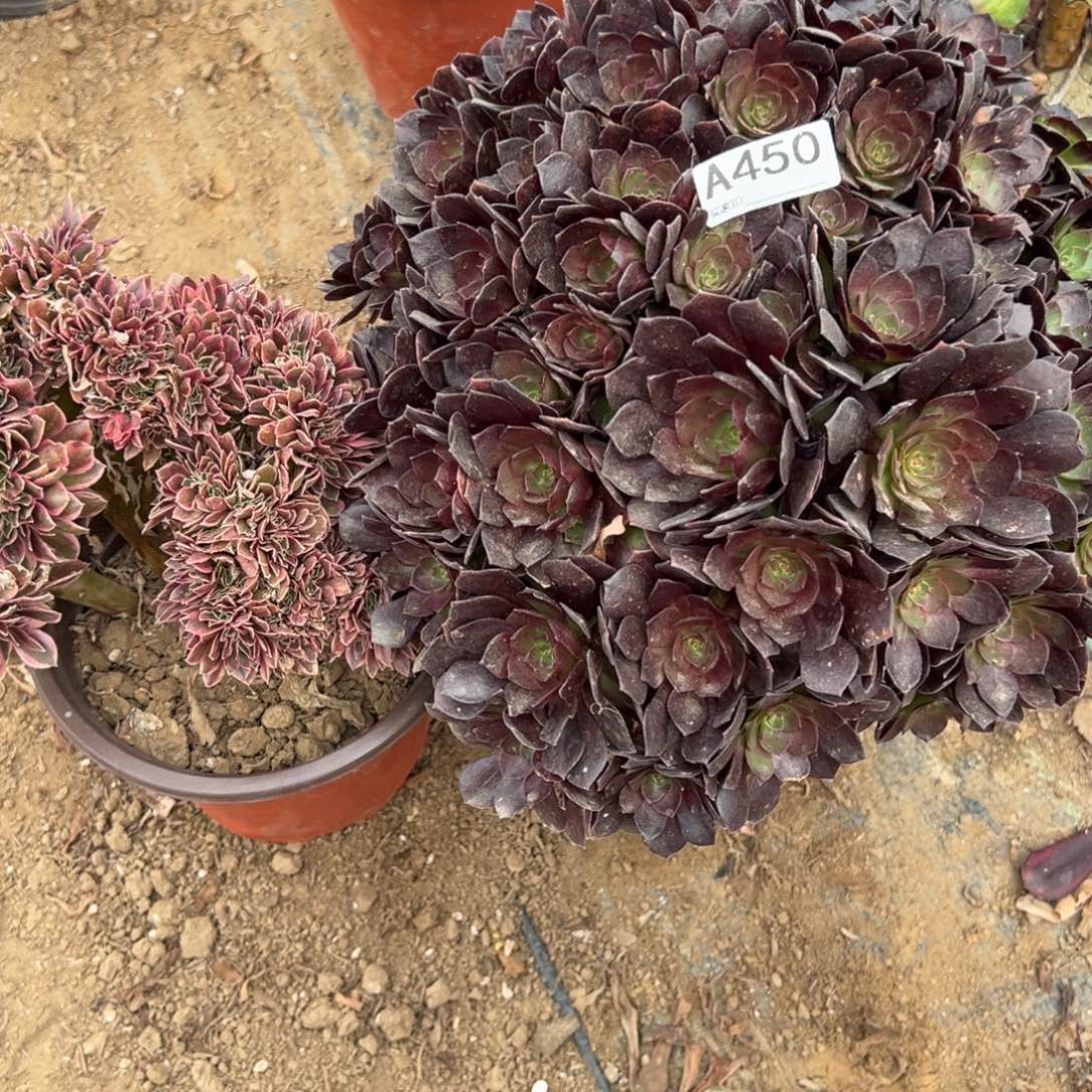 450两颗组合多肉植物法师多肉