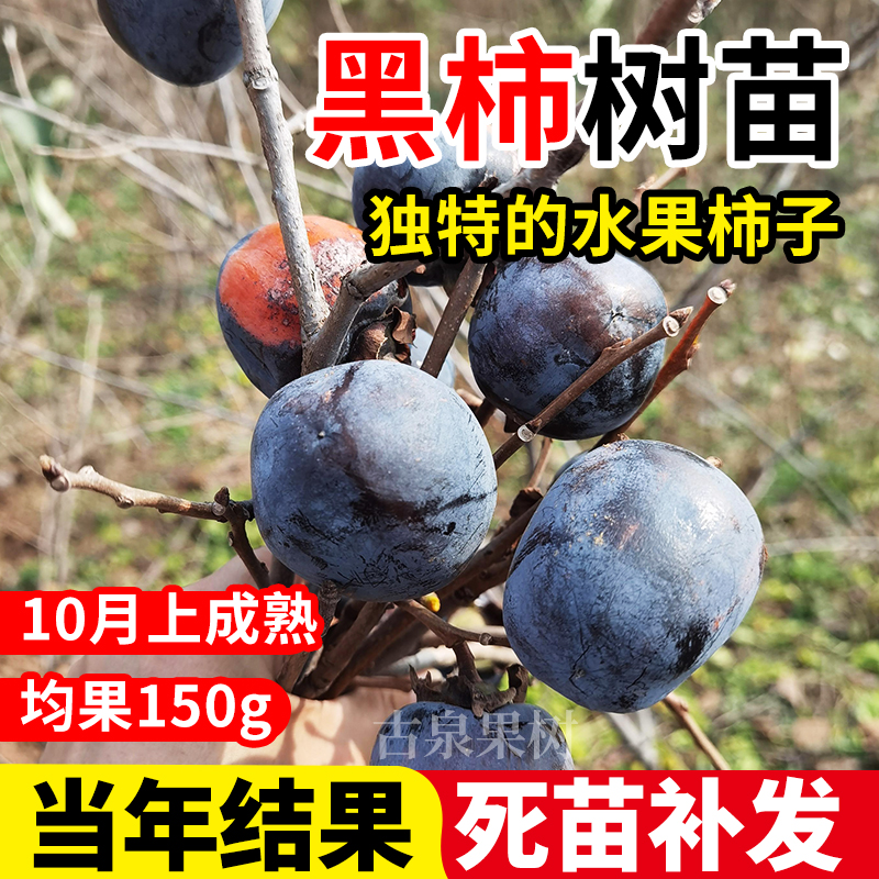 新品种嫁接日本黑肉柿子树苗南方北方种植当年结果树苗甜软柿子树