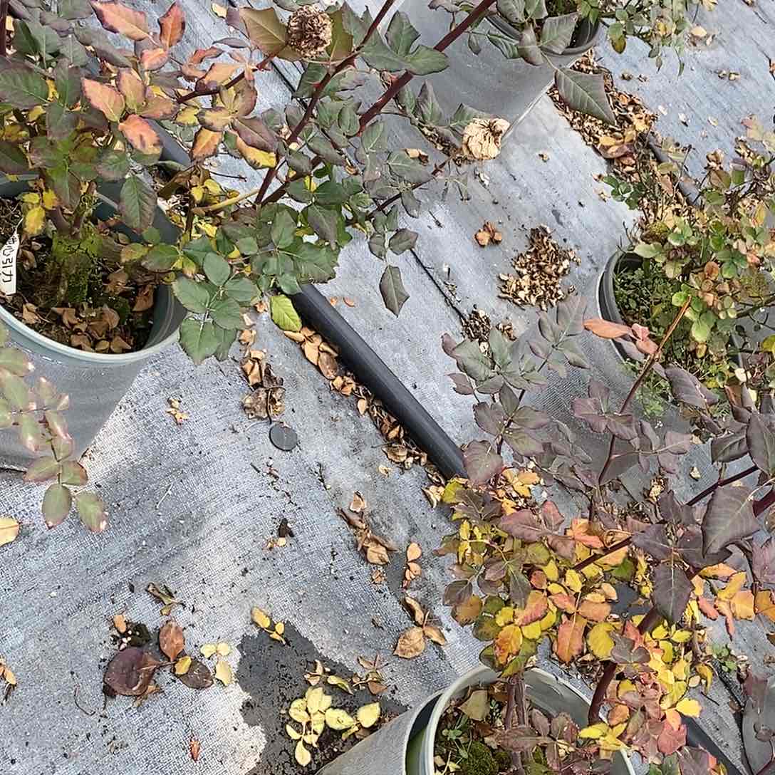 无花朵地心引力两加仑裸根