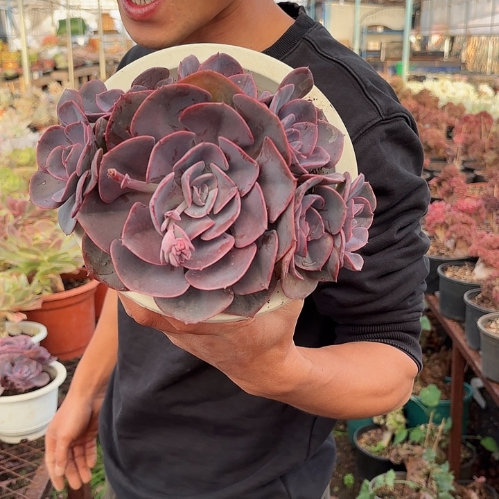 尘埃玫瑰群生老桩多肉植物