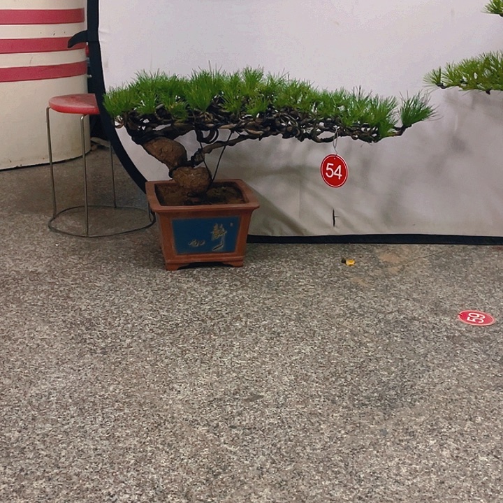 完全开放老桩临水黑松盆景
