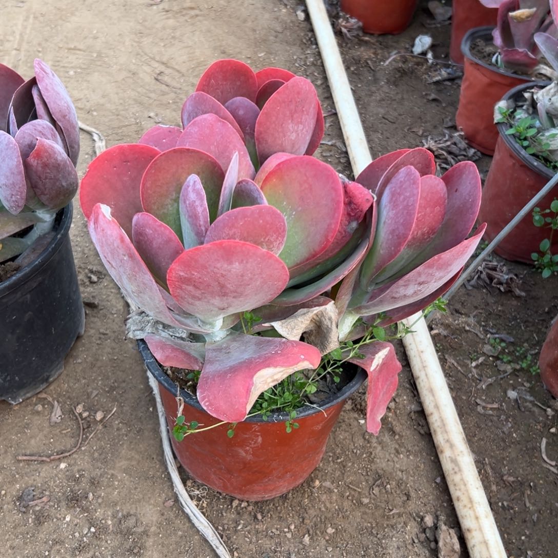 多肉植物多肉植物