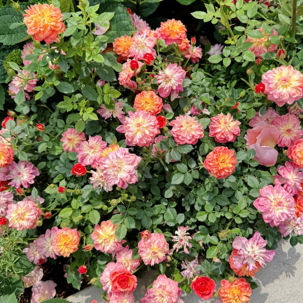 【躲躲藏藏】捉迷藏月季花苗微型多头玫瑰花室内（1+根接土球发货）