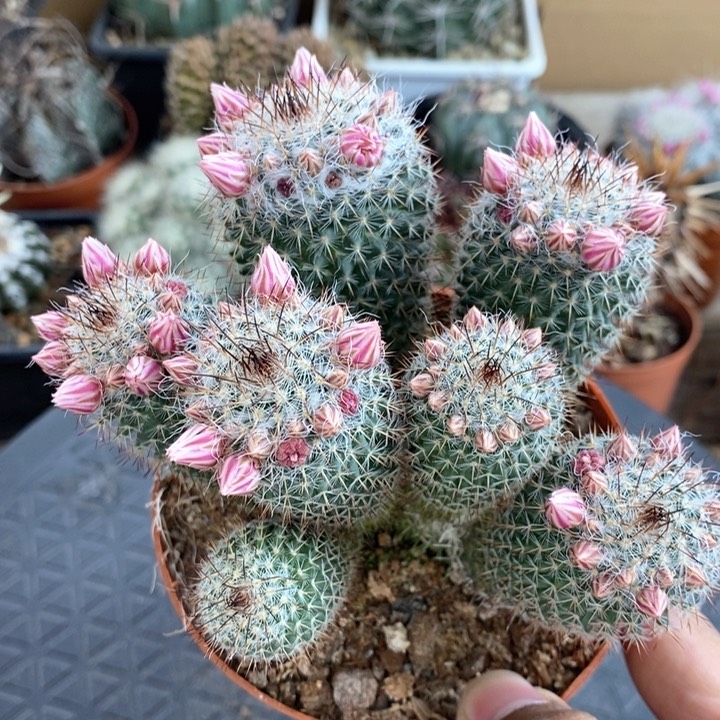 【闪购商品】粉复色玉翁群