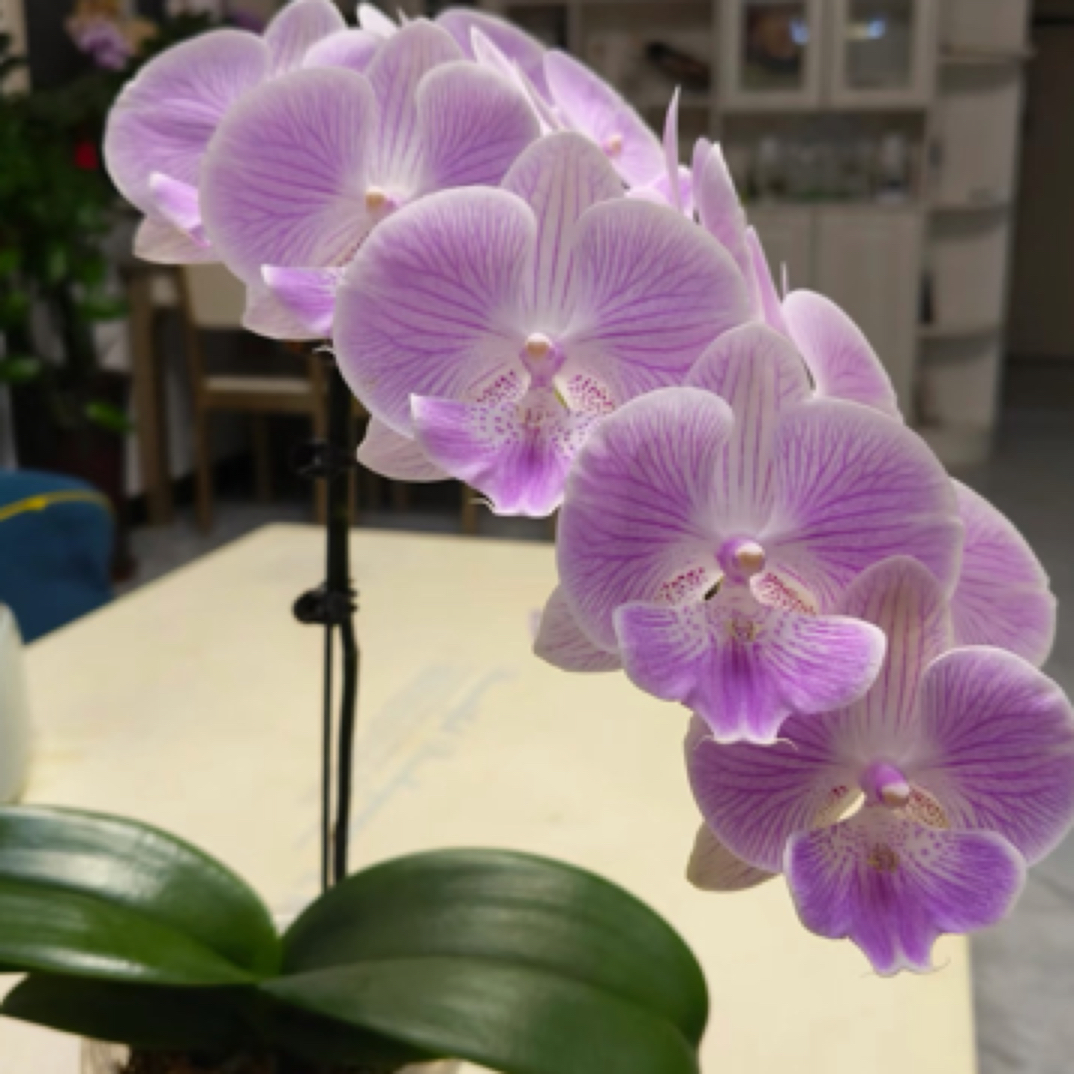 蝴蝶兰【虞美人】2.8寸杯带花剑，没有开花